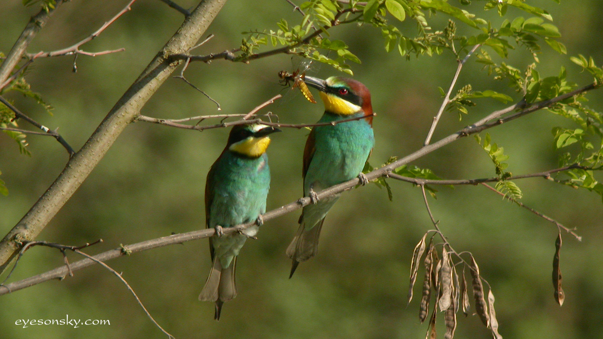 Nature/Birds/G/guepier_deurope_DSCN4745.jpg