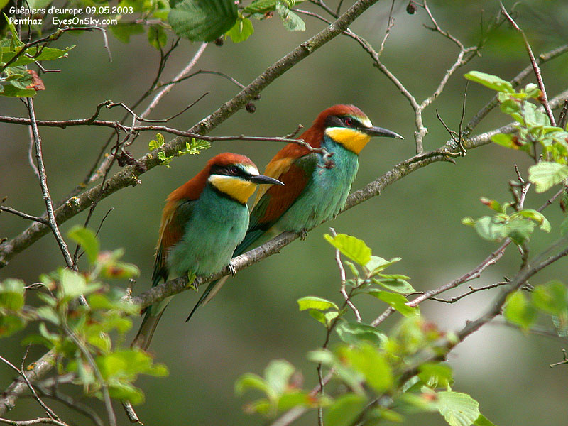Nature/Birds/G/guepier_deurope_DSCN9811.jpg