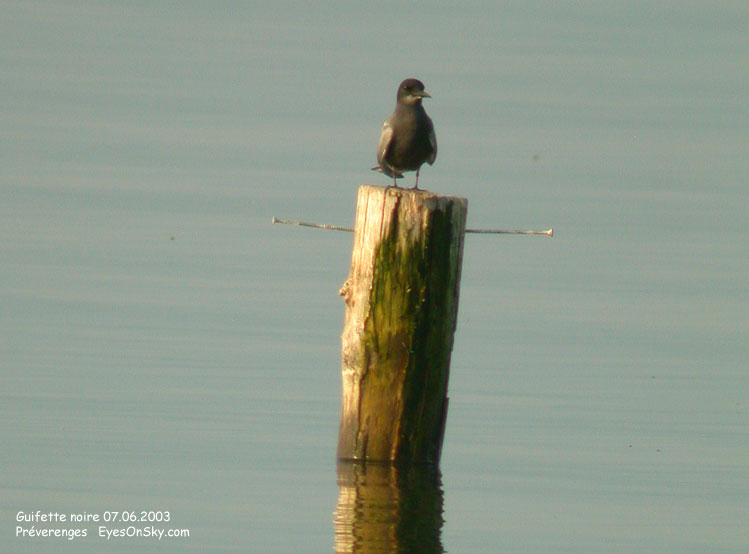 Nature/Birds/G/guifette_noire_DSCN9486.jpg