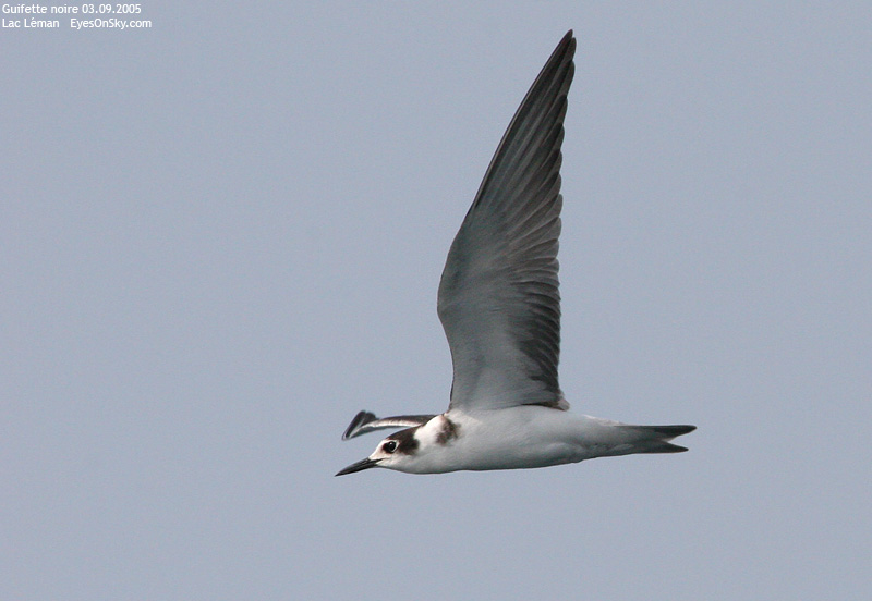 Nature/Birds/G/guifette_noire_IMG_6559.jpg