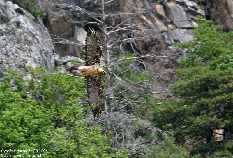 Nature/Birds/G/gypaete_barbu_IMG_8564.jpg