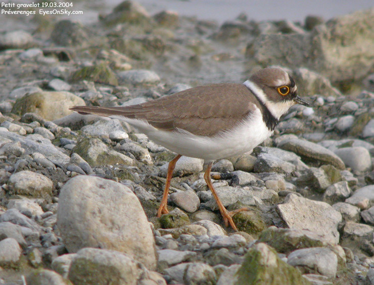 Nature/Birds/G/petit_gravelot_DSCN1462.jpg