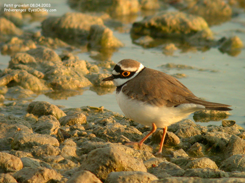 Nature/Birds/G/petit_gravelot_DSCN9449.jpg