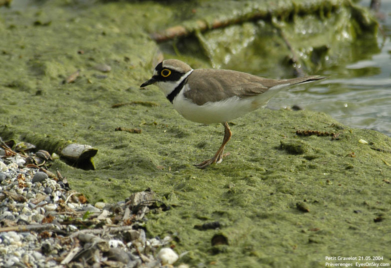 Nature/Birds/G/petit_gravelot_DSC_8876.jpg
