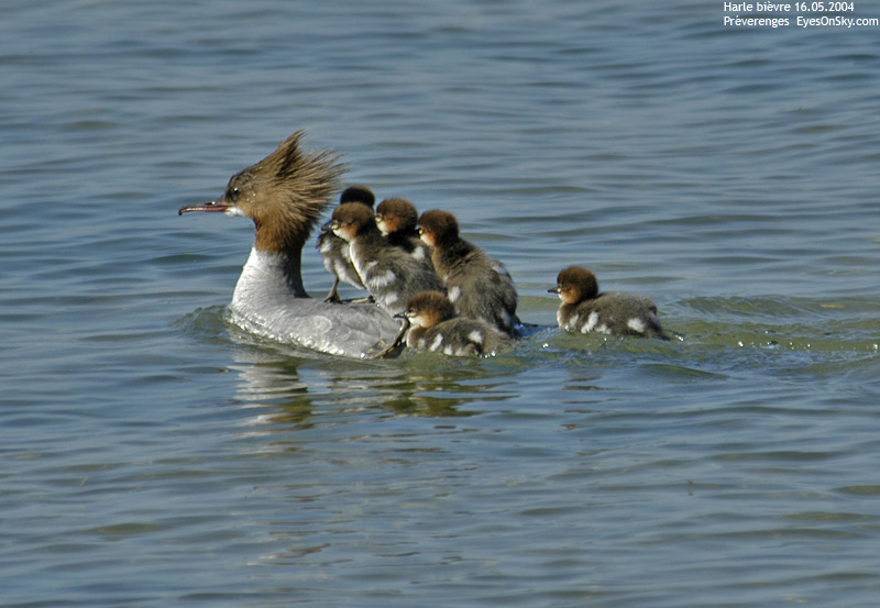 Nature/Birds/H-I/harle_bievre_DSC_8736.jpg