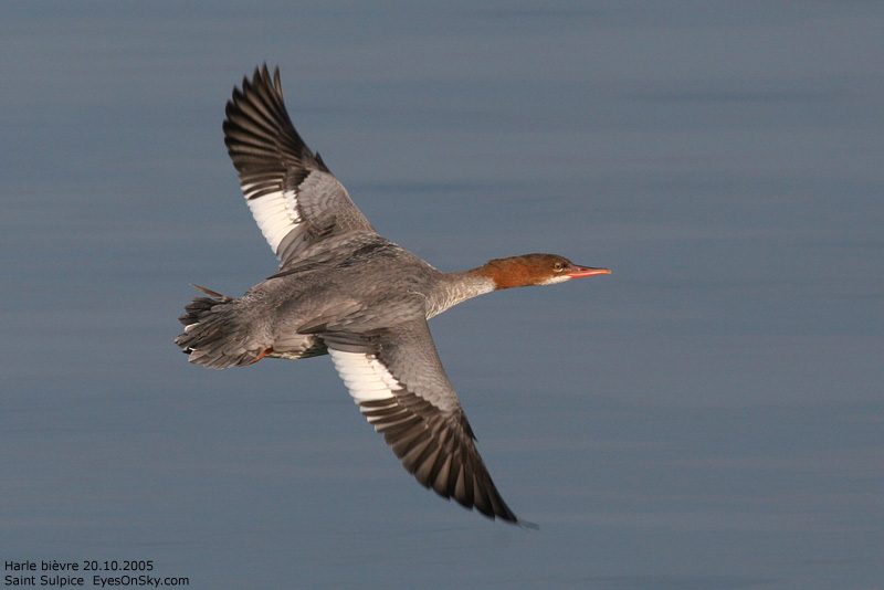 Nature/Birds/H-I/harle_bievre_IMG_3629.jpg