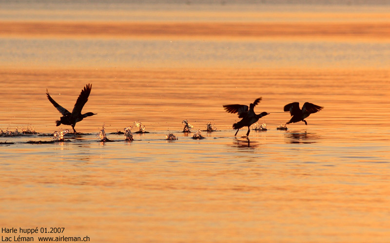 Nature/Birds/H-I/harle_huppe_IMG_0818.jpg