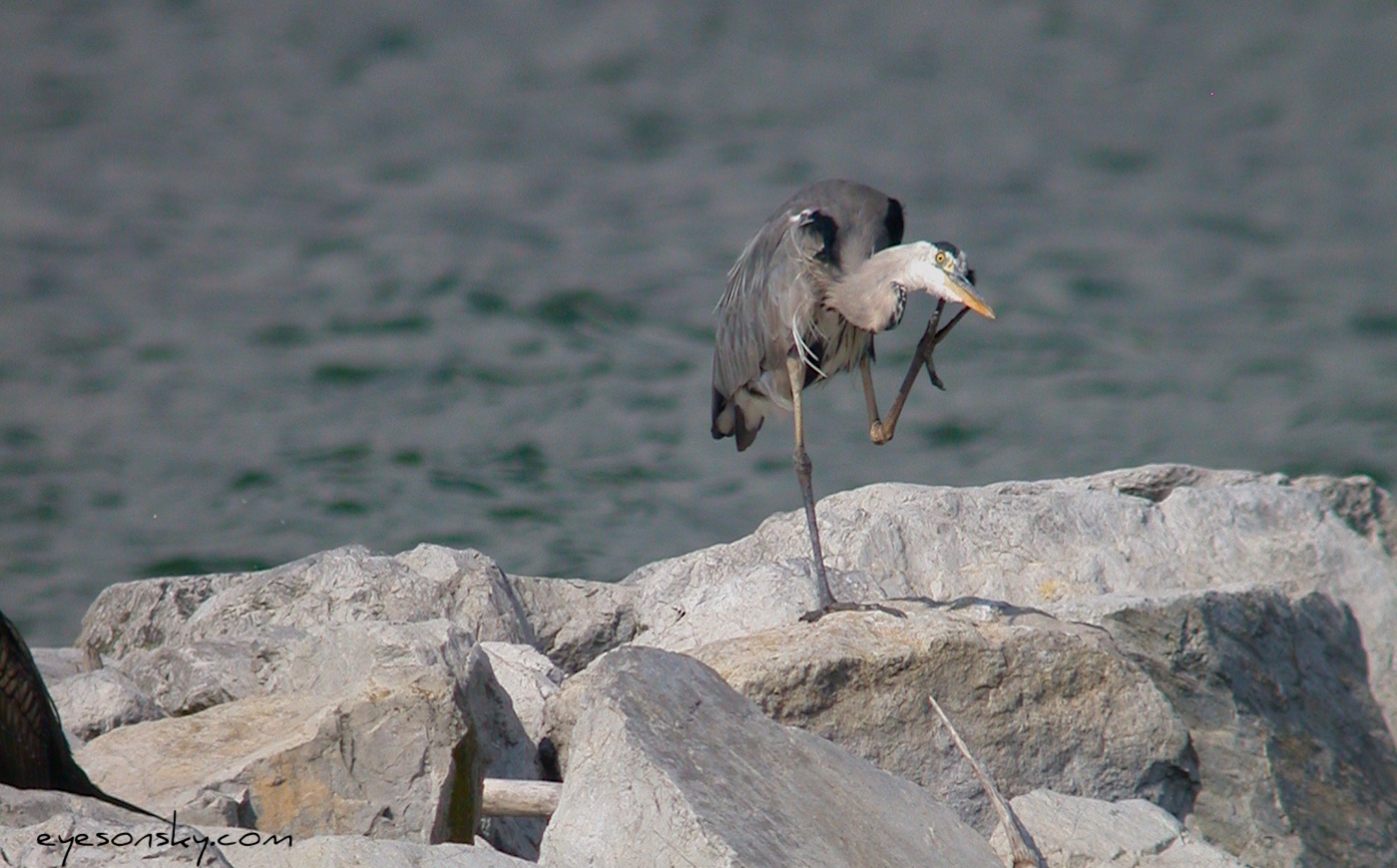 Nature/Birds/H-I/heron-cendre-DSCN4504.jpg