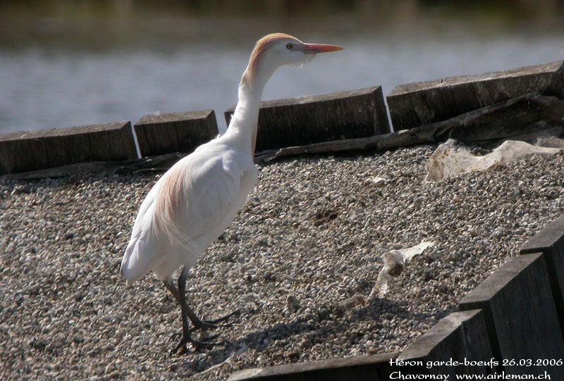 Nature/Birds/H-I/heron_garde-boeufs_DSCN6679.jpg