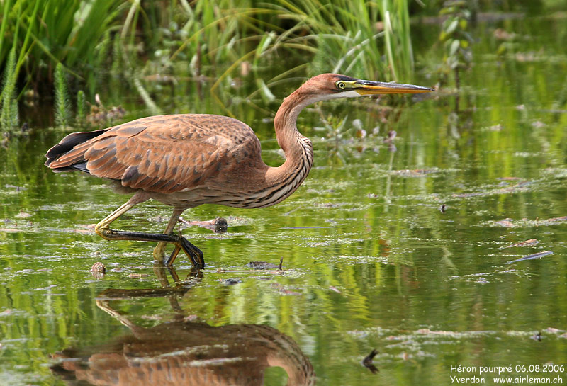 Nature/Birds/H-I/heron_pourpre_IMG_0095.jpg