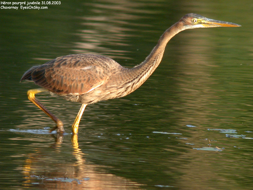 Nature/Birds/H-I/heron_pourpre_juv_DSCN0114.jpg