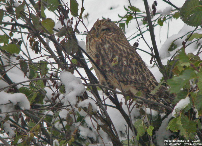 Nature/Birds/H-I/hibou_des_marais_DSCN0533.jpg
