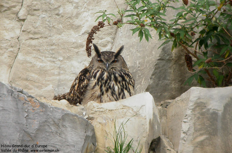 Nature/Birds/H-I/hibou_grand_duc_DSCN7106.jpg