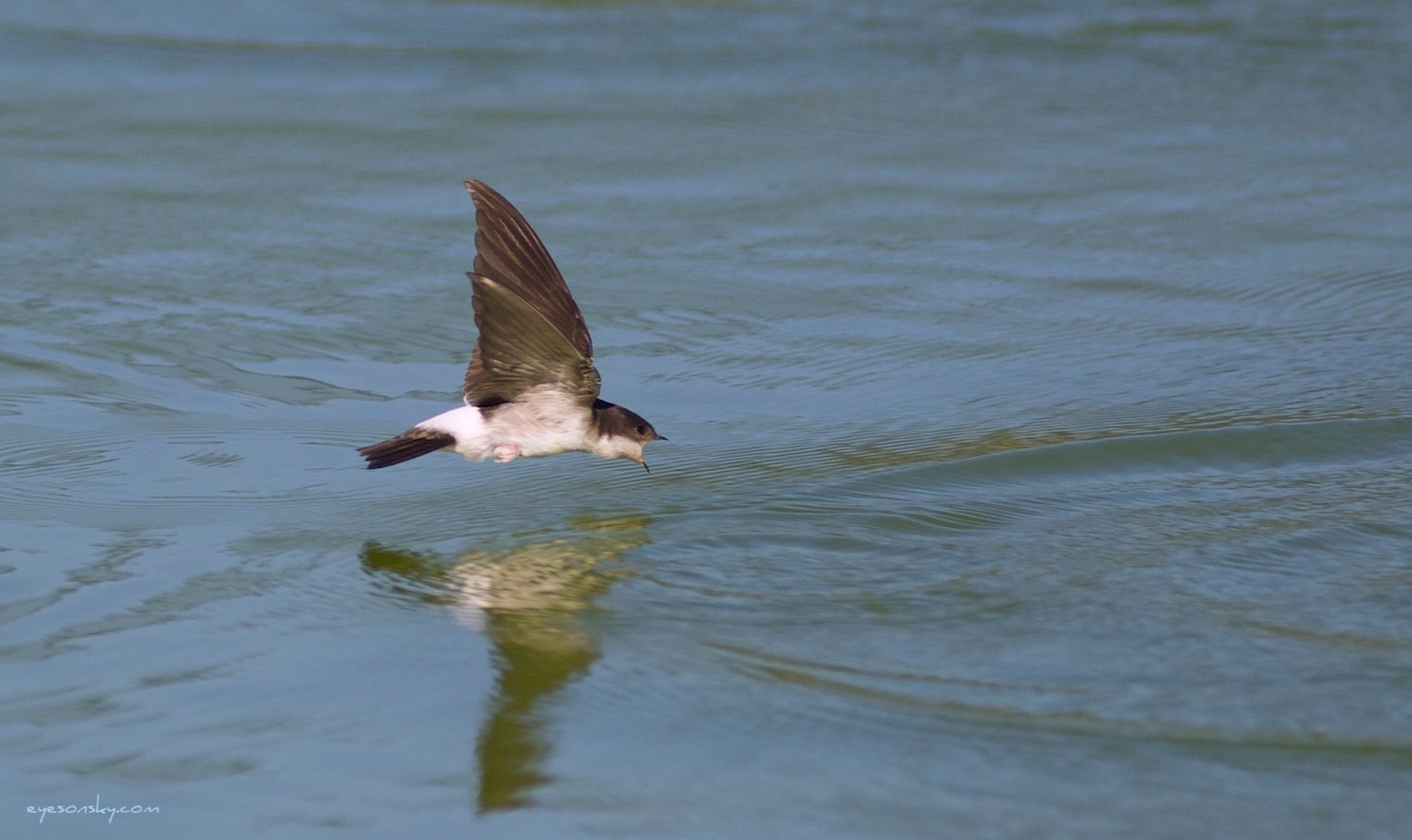 Nature/Birds/H-I/hirondelle-de-fenetre-IMG_7332.jpg