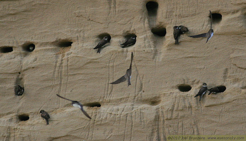 Nature/Birds/H-I/hirondelle-de-rivage-IMG_8777.jpg