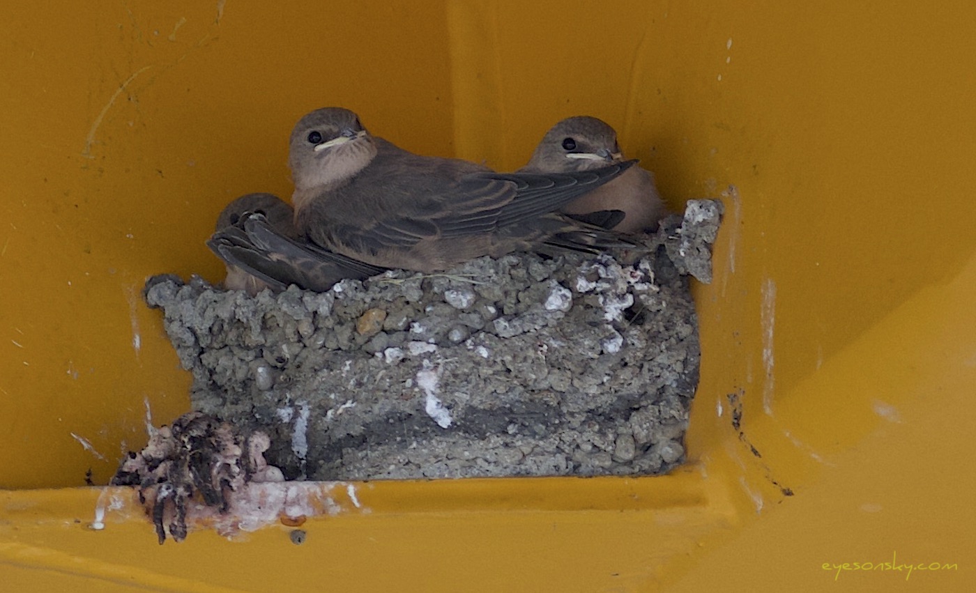 Nature/Birds/H-I/hirondelle-de-rochers-IMG_3236.jpg