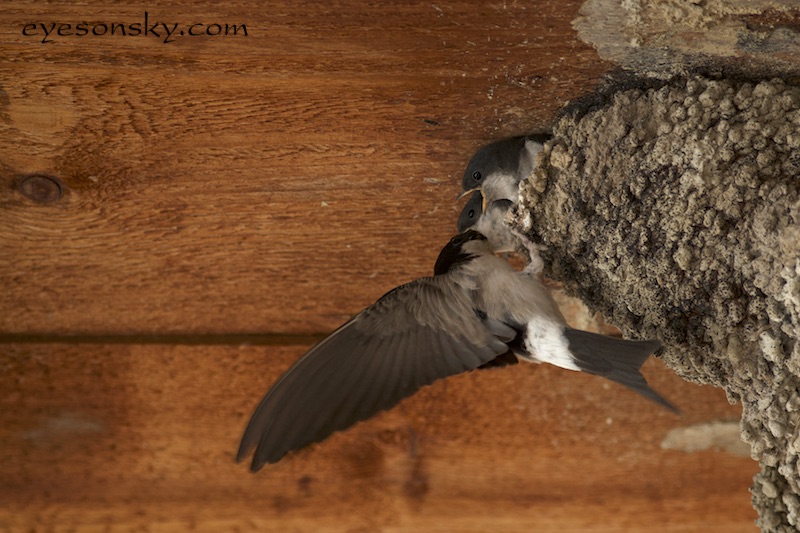 Nature/Birds/H-I/hirondelle-rustique-IMG_9263.jpg