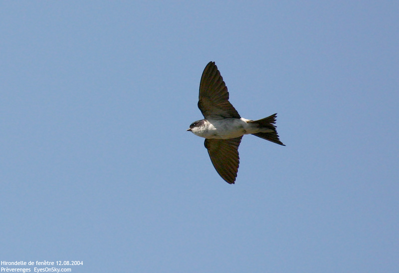 Nature/Birds/H-I/hirondelle_de_fenetre_IMG_5325.jpg
