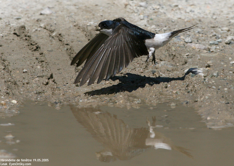 Nature/Birds/H-I/hirondelle_de_fenetre_IMG_5715.jpg