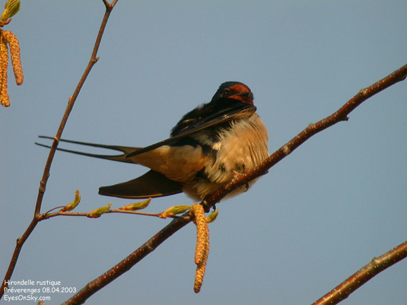 Nature/Birds/H-I/hirondelle_rustique_DSCN9444.jpg