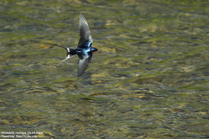 Nature/Birds/H-I/hirondelle_rustique_DSC_6763.jpg