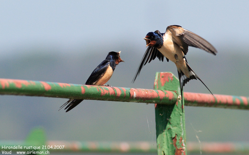 Nature/Birds/H-I/hirondelle_rustique_IMG_1781.jpg