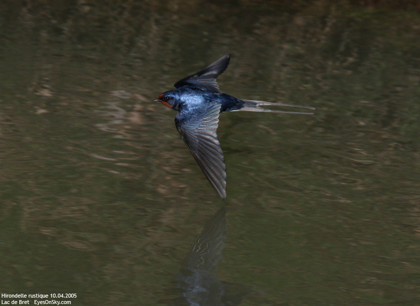 Nature/Birds/H-I/hirondelle_rustique_IMG_9909.jpg