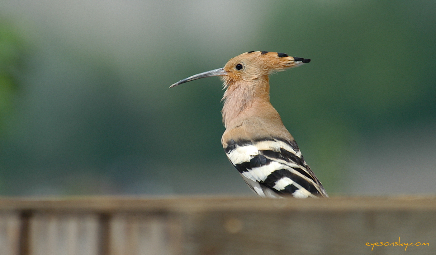 Nature/Birds/H-I/huppe_fasciee_DSC_0379.jpg