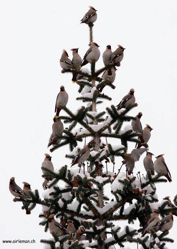 Nature/Birds/J-O/jaseur-boreal_IMG_3978.jpg