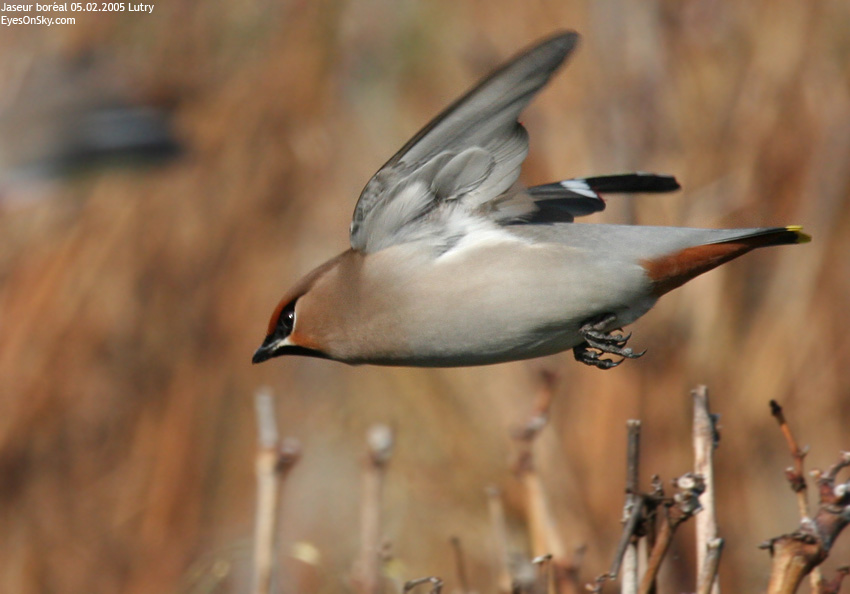 Nature/Birds/J-O/jaseur_boreal_IMG_2497.jpg