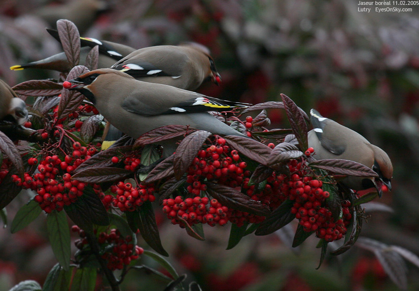 Nature/Birds/J-O/jaseur_boreal_IMG_3035.jpg