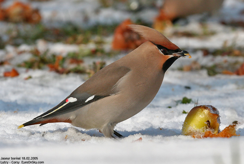 Nature/Birds/J-O/jaseur_boreal_IMG_3412.jpg