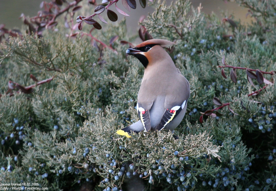 Nature/Birds/J-O/jaseur_boreal_IMG_3506.jpg