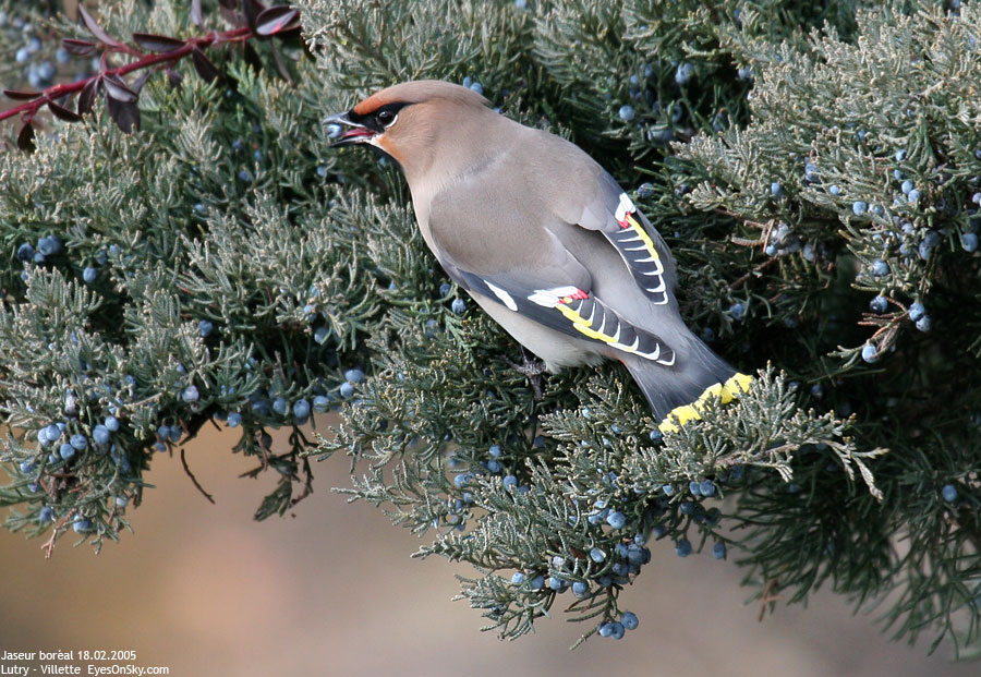 Nature/Birds/J-O/jaseur_boreal_IMG_3540.jpg