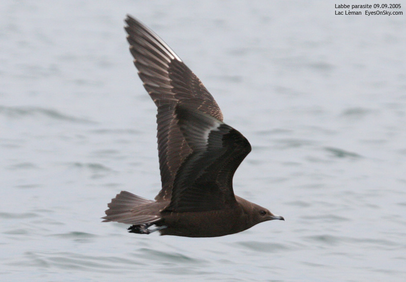 Nature/Birds/J-O/labbe_parasite_IMG_7399.jpg