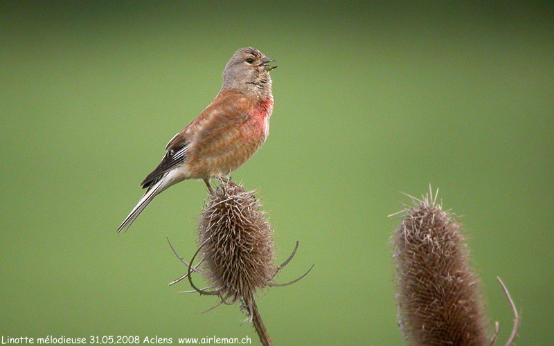 Nature/Birds/J-O/linotte-melodieuse-DSCN0627.jpg
