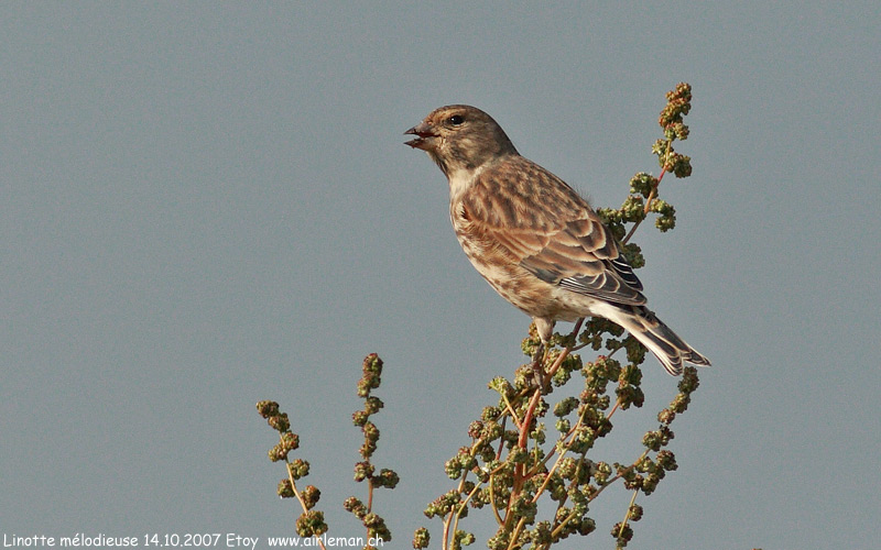 Nature/Birds/J-O/linotte-melodieuse-IMG_0929.jpg