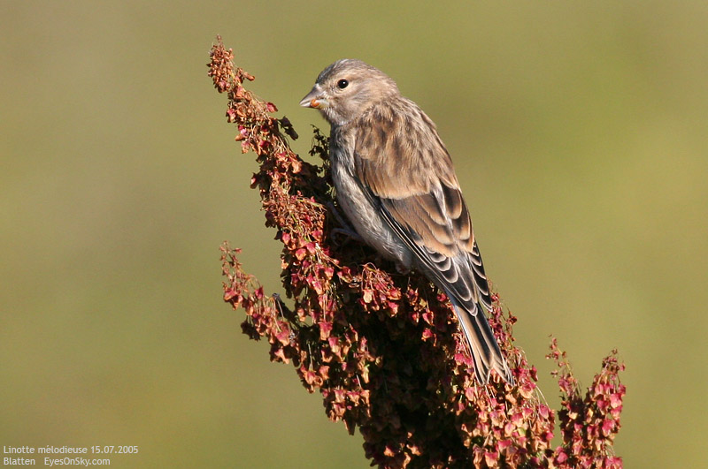 Nature/Birds/J-O/linotte_melodieuse_IMG_2686.jpg