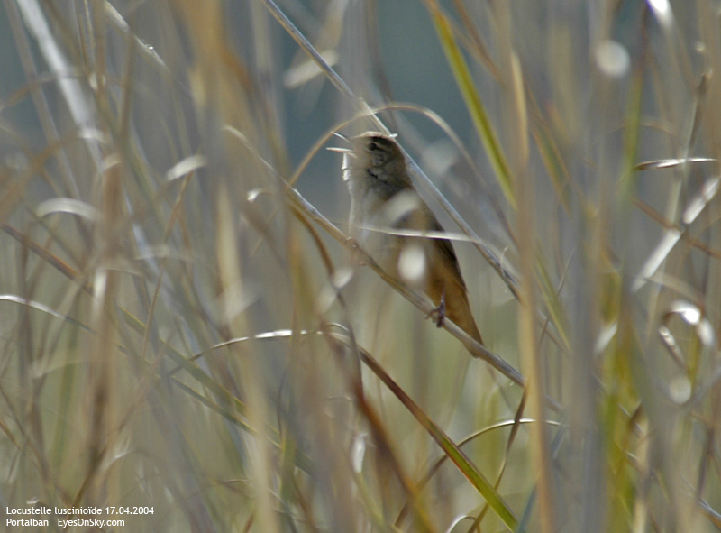 Nature/Birds/J-O/locustelle_luscinioide_DSC_7089.jpg