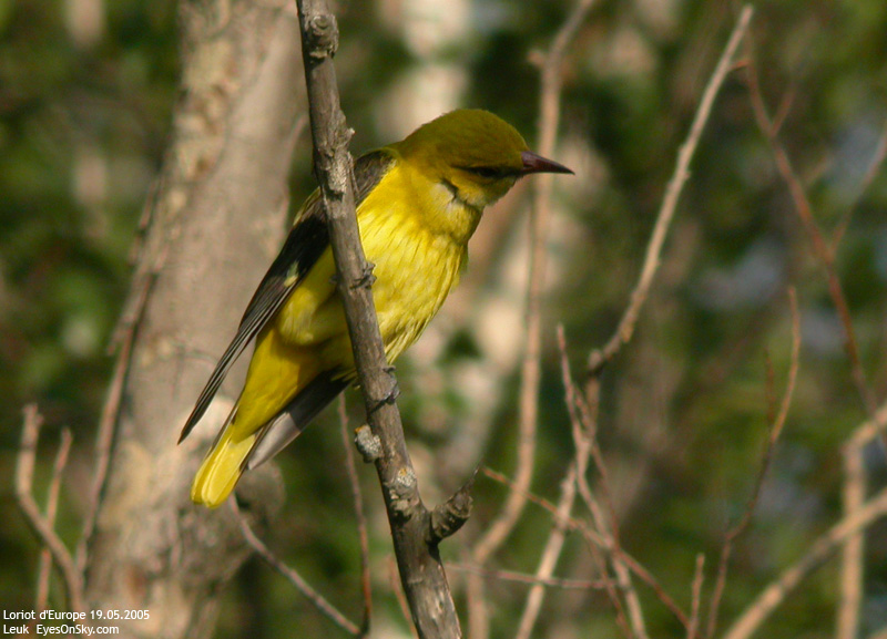 Nature/Birds/J-O/loriot_deurope_DSCN3298.jpg