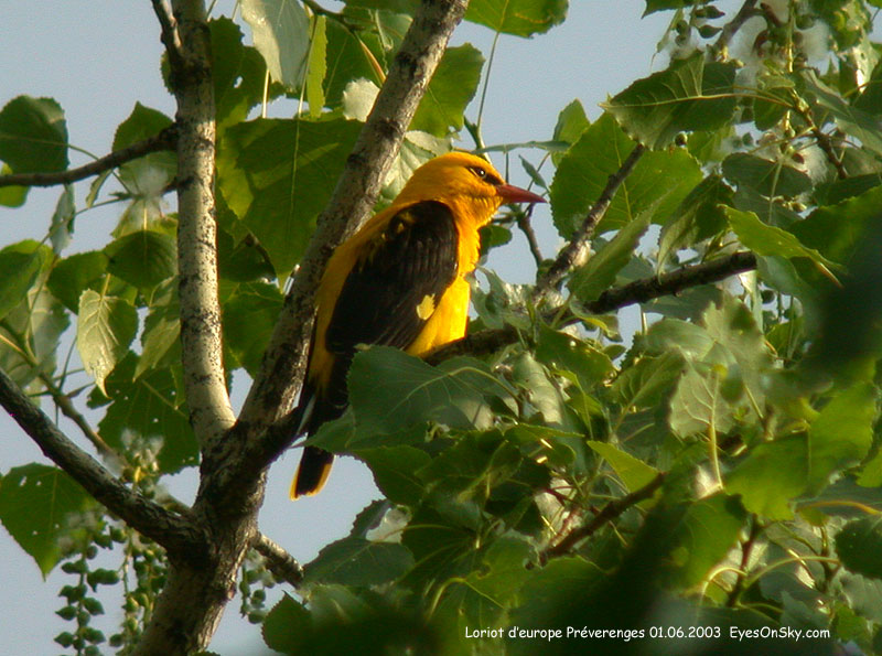 Nature/Birds/J-O/loriot_deurope_DSCN9333.jpg