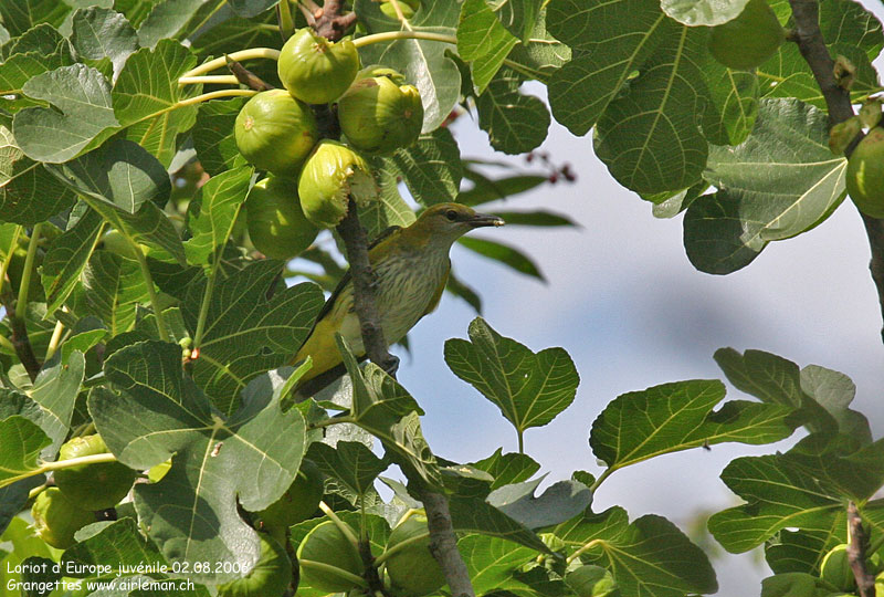 Nature/Birds/J-O/loriot_deurope_IMG_9901.jpg