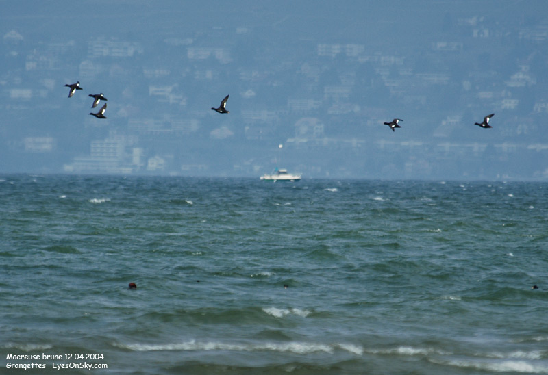 Nature/Birds/J-O/macreuse_brune_DSC_6925.jpg