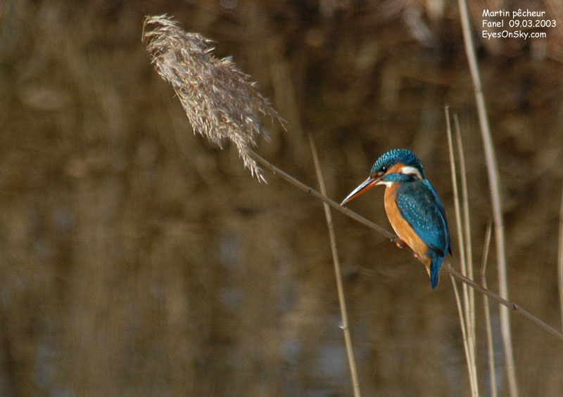 Nature/Birds/J-O/martin_pecheur_DSC_4594g.jpg