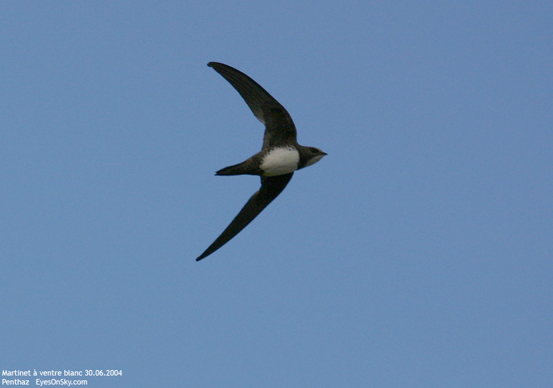 Nature/Birds/J-O/martinet_a_ventre_blanc_IMG_3656.jpg