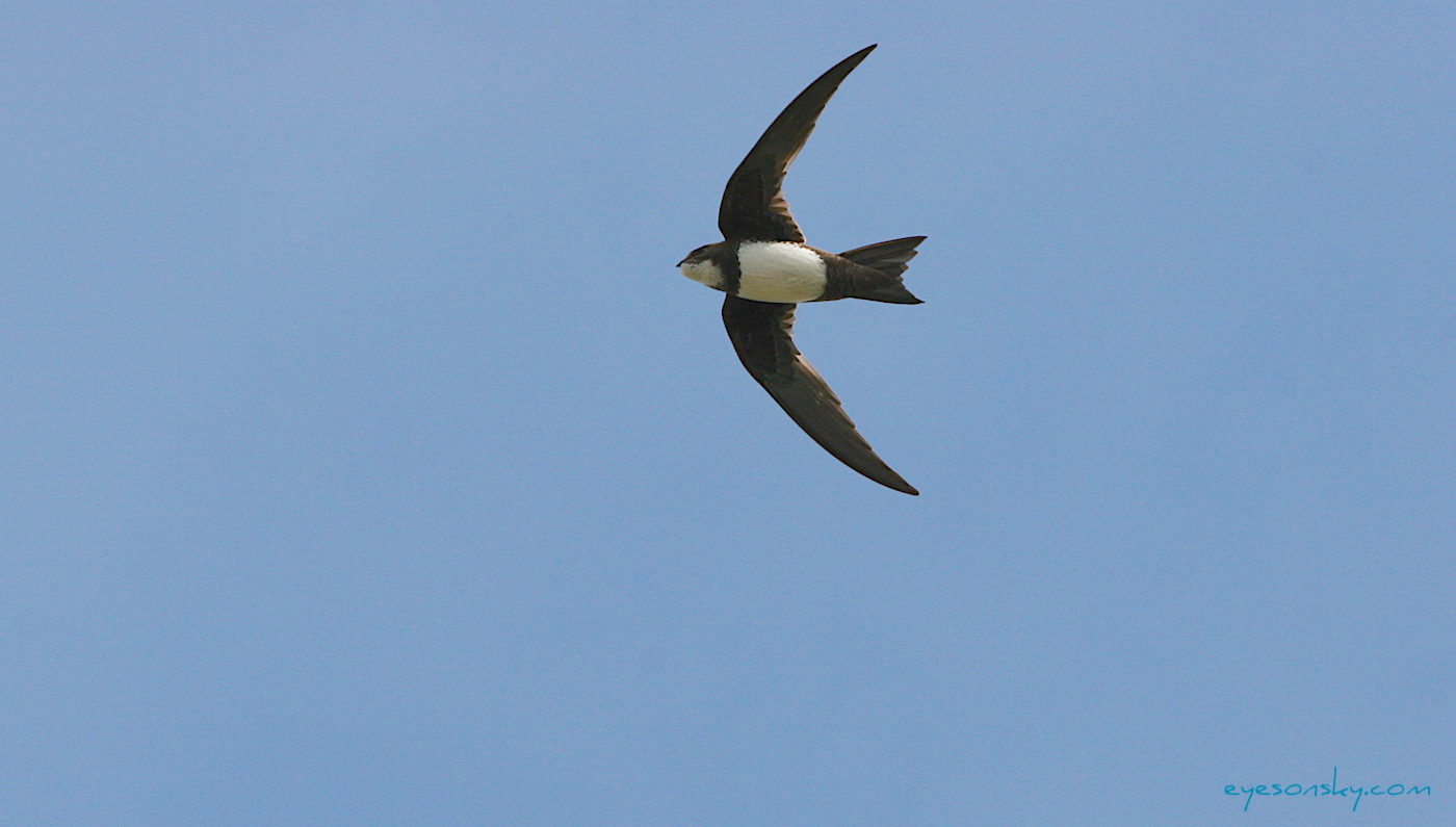 Nature/Birds/J-O/martinet_alpin_IMG_3629.jpg