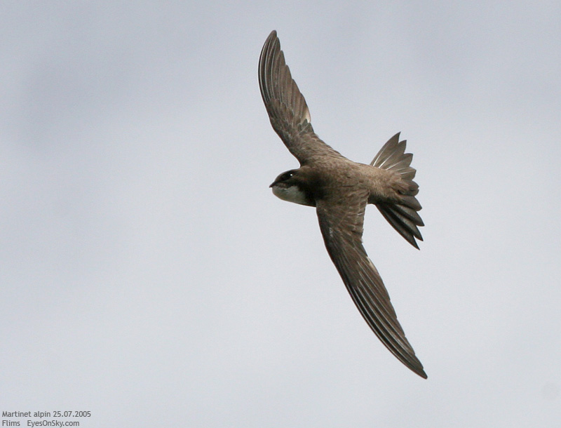 Nature/Birds/J-O/martinet_alpin_IMG_3631.jpg