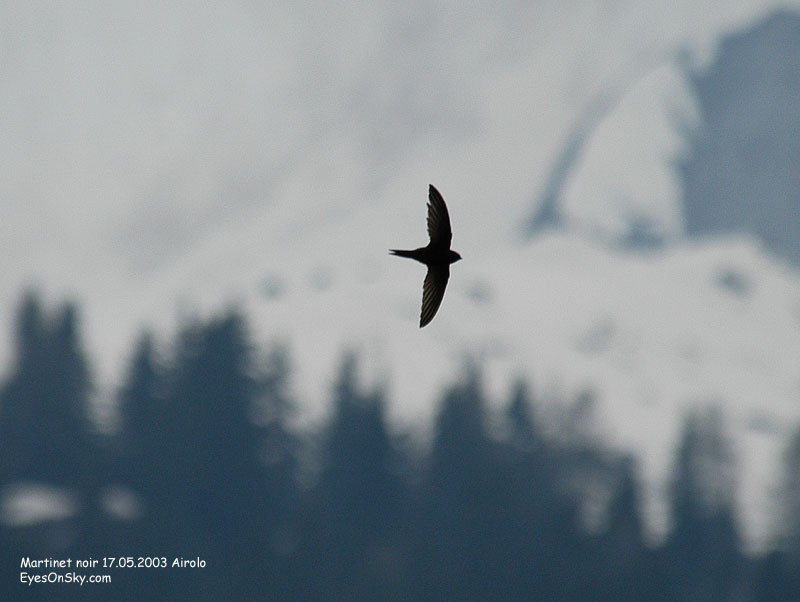 Nature/Birds/J-O/martinet_noir_DSC_0931.jpg