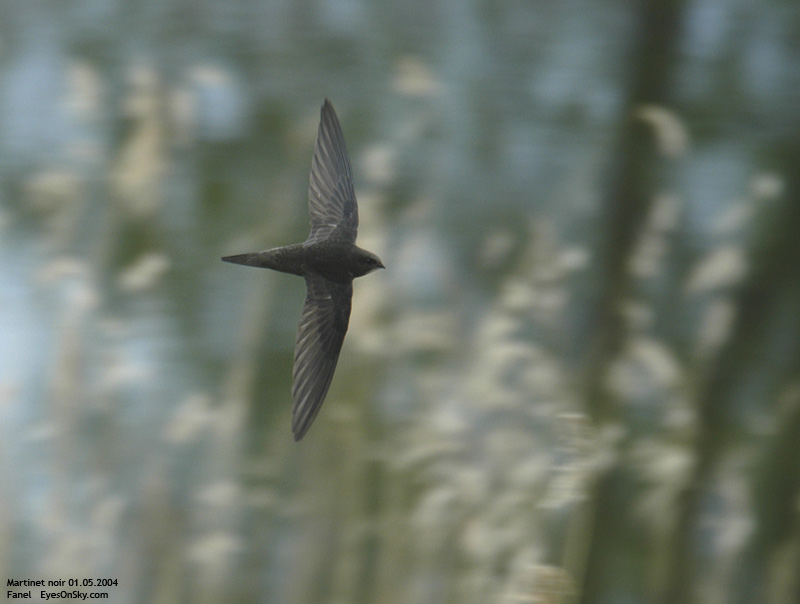 Nature/Birds/J-O/martinet_noir_DSC_7484.jpg