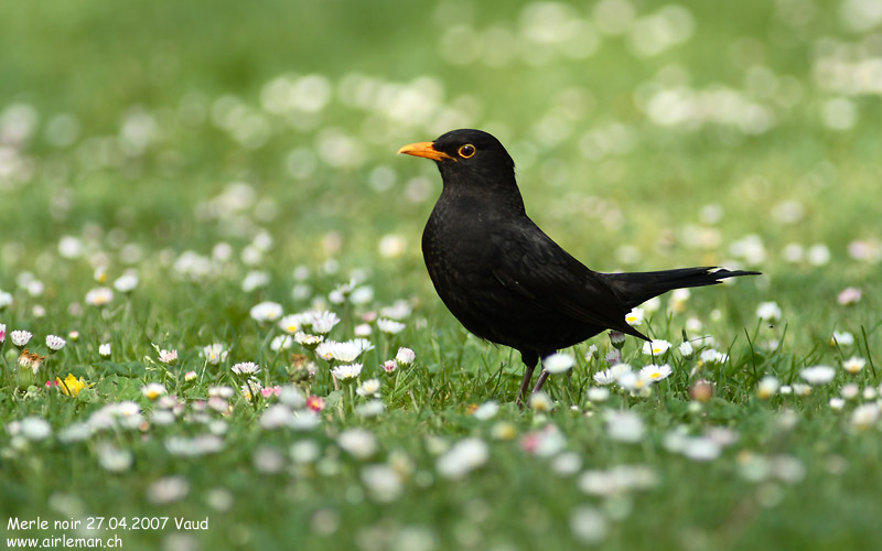 Nature/Birds/J-O/merle-noir-IMG_1924.jpg